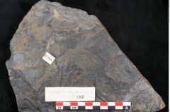 Foto (Detailansicht) von Cupanites novae zeelandiae Ettingshausen (NHMW-GEO-2024-0188-10248)